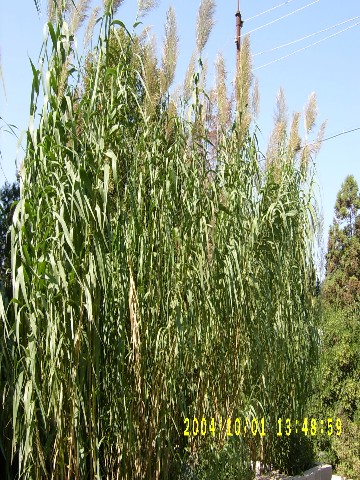 Qаmışvаri qаrqu