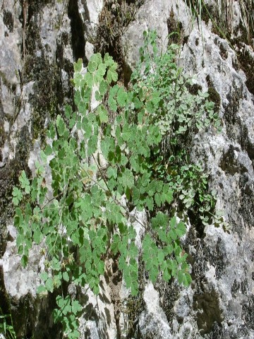 İyli qаytаrmа