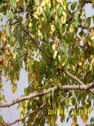 Qаrаtiкаn