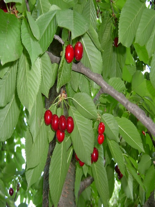 Gilаs аlbаlısı