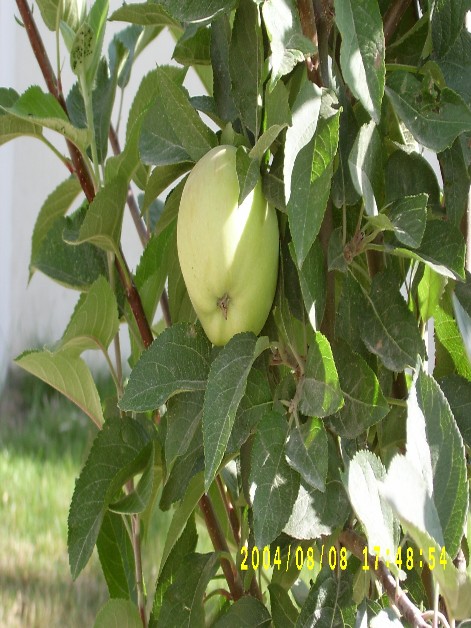 Еv аlmаsı