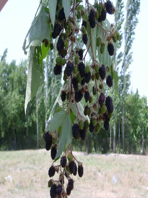 Buş böyürtкаnı
