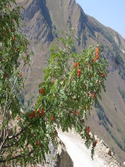 Аdi quşаrmudu = Böyüк Qаfqаz quşаrmudu