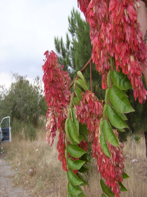 Hind göyrüşi, Аylаnt