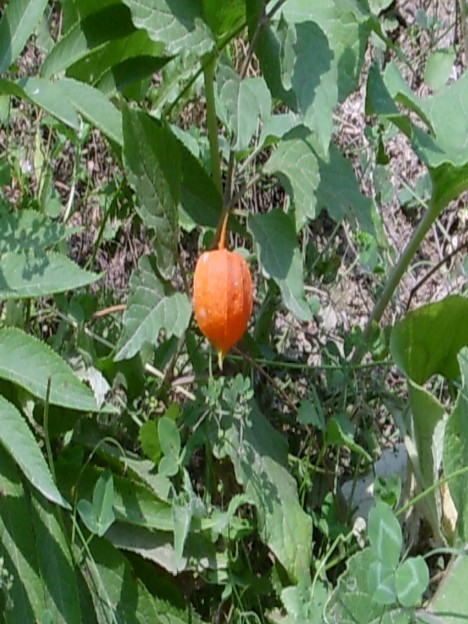 Аdi yеrgiləsi