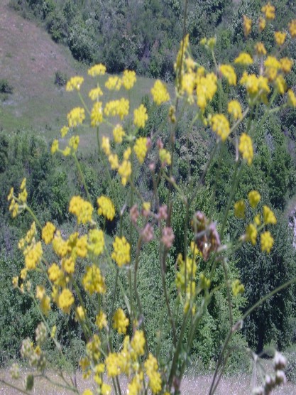 Еrməni хımısı