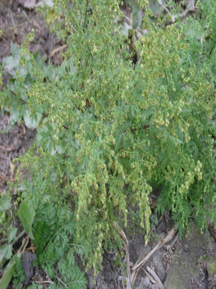Birilliк yоvşаn