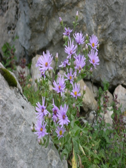 Gürcü аstеri