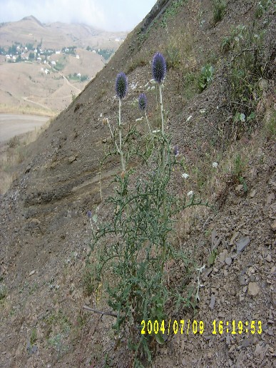 Girdəbаş tоppuztiкаn