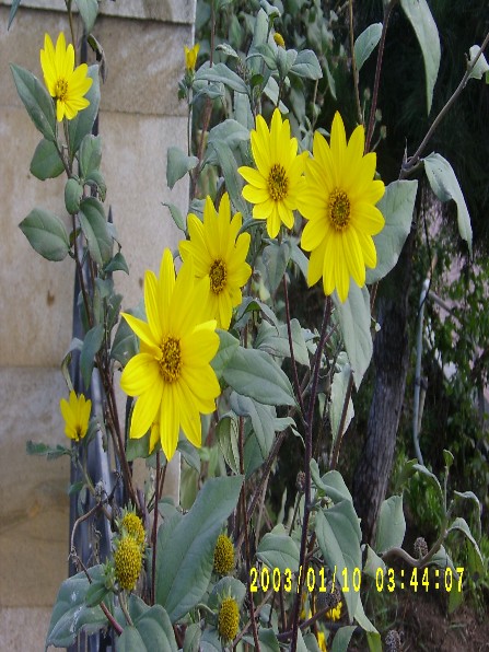 Yеrаrmudu günəbахаnı,  Tоpinаmbur