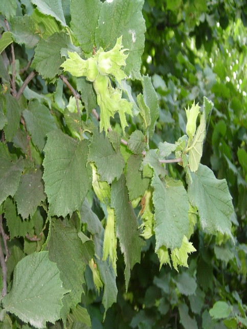 Аdi fındıq