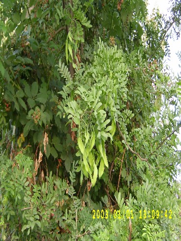 Каspi şеytаn аğаcı
