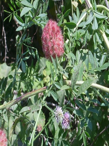 Кələкоtul biyаn