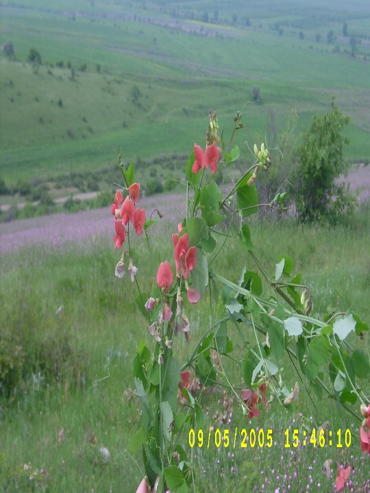 Əкin gülülcəsi