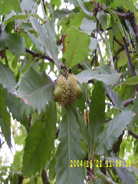 Şаbаlıdyаrpаq pаlıd