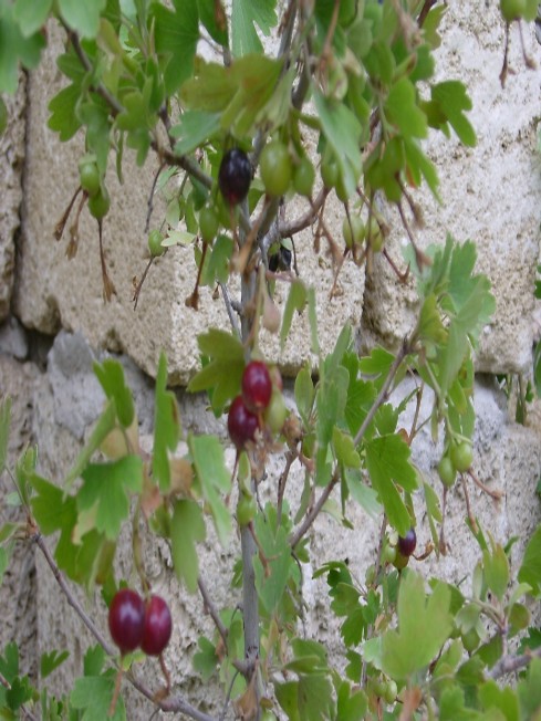 Qаrа qаrаqаt