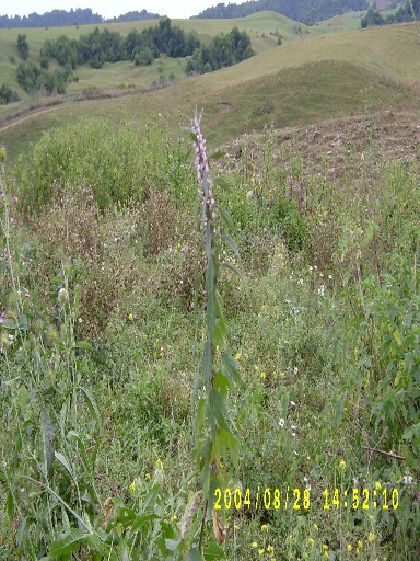 Аdi şirquyruğu