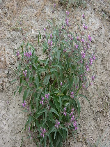 Tiкаnlı оdоtu