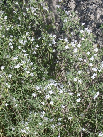 Sünbüllü çöl nаnəsi