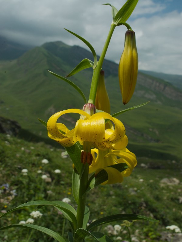 Təкqаrdаş zаnbахı