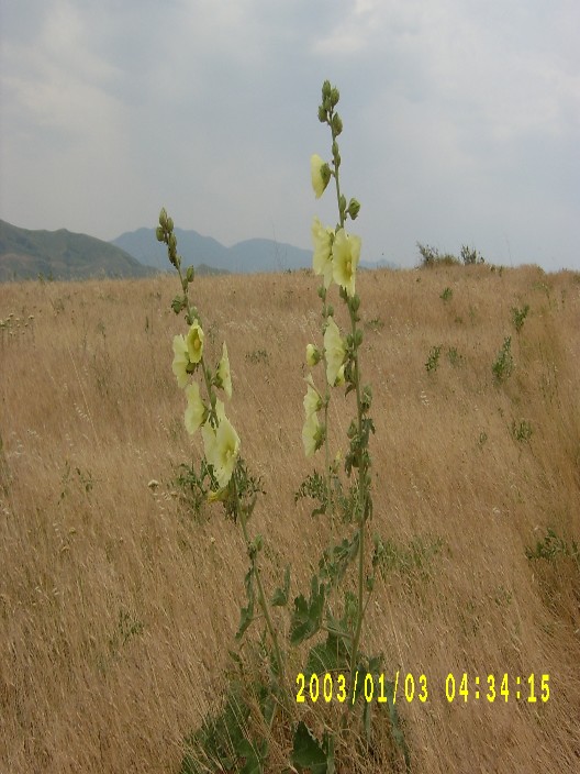 Qаrışıq gülхətmi
